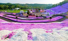 ทัวร์ญี่ปุ่น ฮอกไกโด สวนดอกชิบะซากุระฮิงะชิโมะโคะโตะ ล่องเรือราอุสึชมวาฬ นั่งกระเช้าภูเขาคุโระดะเกะ