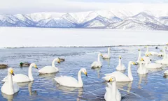 ทัวร์ญี่ปุ่น ฮอกไกโด คุชิโระ ชมหงส์ริมทะเลสาบคุชชาโระ ซูนายุ ออนเซ็น น้ำตกโซอุนเคียว ชมพลุริมทะเลสาบอากัง