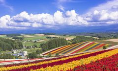 ทัวร์ญี่ปุ่น ฮอกไกโด เนินแห่งพระพุทธเจ้า โทมิตะฟาร์ม สวนชิกิไซโนะโอกะ บ่อน้ำสีฟ้า อิสระเที่ยว 2 วัน