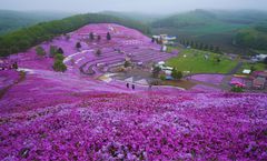 ทัวร์ญี่ปุ่น ฮอกไกโด ซัปโปโร อาซาฮิกาว่า คลองโอตารุ สวนทิวลิป น้ำตกกิงกะและน้ำตกริวเซ สวนทาคิโนอูเอะ ชิบะซากุระ