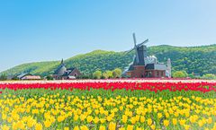 ทัวร์ญี่ปุ่น ฮอกไกโด โซอุนเคียว ทุ่งดอกชิบะซากุระสวนทาคิโนอูเอะ ทุ่งดอกทิวลิปสวนคะมิยูเบทสึ คลองโอตารุ น้ำตกกิงกะ น้ำตกริวเซ