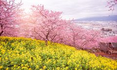 ทัวร์ญี่ปุ่น โตเกียว วัดอาซากุสะ ลานสกีฟูจิเท็น เทศกาลมัตสึดะซากุระ พักออนเซ็น 1 คืน อิสระเต็มวัน