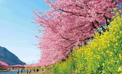 โปร 12.12 ลด 1,000/ที่ จองภายใน 11-25 ธ.ค.68 : ทัวร์ญี่ปุ่น คานางาวะ โตเกียว ชมซากุระ Matsuda Sakura Festival ทะเลสาบอาชิ หุบเขาโอวาคุดานิ อิสระเต็มวัน