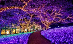 ทัวร์ญี่ปุ่น โตเกียว คามาคุระ งานประดับไฟซากะมิโกะ Sagamiko Illumination ลานสกีฟูจิเท็น วัดอาซากุสะ