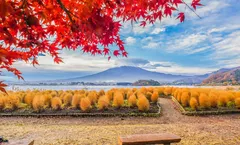 ทัวร์ญี่ปุ่น โตเกียว ใบไม้เปลี่ยนสี สวนโออิชิ ทุ่งดอกโคเชีย วัดนาริตะซัน หมู่บ้านน้ำใส อิสระเต็มวัน