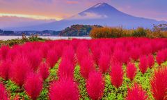 ทัวร์ญี่ปุ่น โตเกียว วัดอาซากุสะ หมู่บ้านโอชิโนะฮัคไค วัดโกโทคุจิ สวนโออิชิ ปาร์ค ย่านชินจูกุ อิสระเต็มวัน 