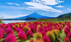 ทัวร์ญี่ปุ่น โตเกียว ทุ่งดอกโคเชียสวนโออิชิ พิพิธภัณฑ์แผ่นดินไหว ช้อปปิ้งย่านชินจูกุ อิสระเต็มวัน