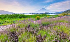 ทัวร์ญี่ปุ่น โตเกียว ชมทุ่งดอกลาเวนเดอร์โออิชิพาร์ค หมู่บ้านโอชิโนะฮัคไค เกาะเอโนชิมะ อิสระเต็มวัน