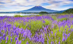 ZGHND-2623NH โตเกียว ฟูจิ คามาคุระ ลาเวนเดอร์ (เที่ยวครบทุกวัน)