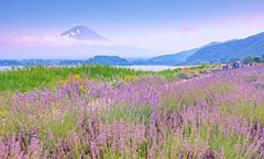 ทัวร์ญี่ปุ่น โตเกียว สวนโออิชิปาร์ค ภูเขาไฟฟูจิ ศาลเจ้าฮาโกเน่ หุบเขาโอวาคุดานิ อิสระเต็มวัน พักออนเซ็น