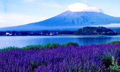 ทัวร์ญี่ปุ่น โตเกียว วัดอาซากุสะ เทศกาลชมดอกลาเวนเดอร์ ล่องเรือโจรสลัด ภูเขาไฟฟูจิ หุบเขาโอวาคุดานิ อิสระเต็มวัน