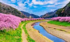 โปร 12.12 ลด 1,000/ที่ จองภายใน 11-25 ธ.ค.68 : ทัวร์ญี่ปุ่น โตเกียว สวนโออิชิปาร์ค ฟูจิเท็นสโนว์รีสอร์ท ย่านชินจูกุ Kawazu Sakura Festival 2026 อิสระเต็มวัน