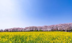 ทัวร์ญี่ปุ่น โตเกียว ชมซากุระสวนคุมางายะ ซากุระ สึสึมิ ย่านเมืองเก่าคาวาโกเอะ เทศกาลประดับไฟซากามิโกะ อิสระเต็มวัน 