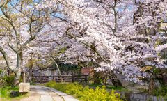 ทัวร์ญี่ปุ่น โอซาก้า โตเกียว ชมซากุระถนนสายนักปราชญ์ สวนอูเอโนะ ปราสาทมัตสึโมโต้ หมู่บ้านชิราคาวาโกะ