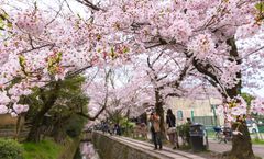 ทัวร์ญี่ปุ่น โอซาก้า เกียวโต หมู่บ้านชิราคาวะโกะ สวนอนุสรณ์บัมปาคุ ทางเดินนักปราชญ์ ปราสาทโอซาก้า เทศกาล Nabana no Sato