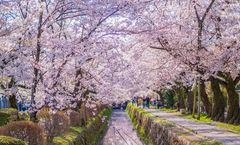 ทัวร์ญี่ปุ่น โอซาก้า โตเกียว ชมซากุระถนนสายนักปราชญ์ สวนชินจูกุเกียวเอน ยูนิเวอร์แซลสตูดิโอ อิสระเต็มวัน