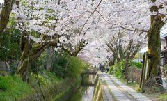 ทัวร์ญี่ปุ่น โอซาก้า เกียวโต อุโมงค์ซากุระเส้นทางนักปราชญ์ ปราสาทวาคายามะ วัดคิโยมิสึ ย่านชินไซบาชิ อิสระเต็มวัน 