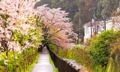 ทัวร์ญี่ปุ่น นาโกย่า ทาคายาม่า เทศกาลซากุระแม่น้ำซาไก หมู่บ้านนาราอิจุกุ หมู่บ้านชิราคาวะโกะ วัดคิโยมิสึ