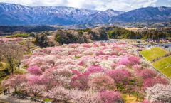 ทัวร์ญี่ปุ่น โอซาก้า เกียวโต ทาคายาม่า หมู่บ้านชิราคาวาโกะ ลานกิจกรรมหิมะ เทศกาลดอกบ๊วย งานประดับไฟ Nabana no Sato