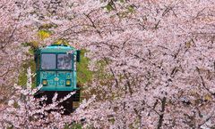 ทัวร์ญี่ปุ่น วันสงกรานต์ นิกโก้ ฟุกุชิมะ ชมดอกซากุระ ณ สวนฟุนาโอกะโจชิ ปราสาทสึรุกะ ลานสกีซาโอะ พักออนเซ็น