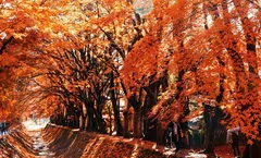 ทัวร์ญี่ปุ่น โตเกียว ใบไม้เปลี่ยนสี อุโมงค์ใบเมเปิ้ล สวนฮิตาชิซีไซด์ พุ่มดอกโคเชีย ภูเขาไฟฟูจิชั้น5 พักออนเซ็น 1 คืน 