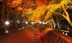 ทัวร์ญี่ปุ่น โตเกียว ใบไม้เปลี่ยนสี อุโมงค์ใบเมเปิ้ล ภูเขาไฟฟูจิ หุบเขาโอวาคุดานิ ล่องเรือโจรสลัด พักออนเซ็น 1 คืน 