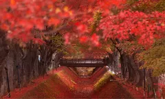 ทัวร์ญี่ปุ่น โตเกียว ใบไม้เปลี่ยนสี คามิโคจิ สวนโออิชิ ปาร์ค อุโมงค์เมเปิ้ล หมู่บ้านชิราคาวาโกะ พักออนเซ็น 2 คืน
