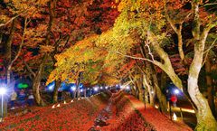ทัวร์ญี่ปุ่น โตเกียว ยามานาชิ ภูเขาทาคาโอะ วัดยาคุโออิน อุโมงค์ใบเมเปิ้ล โออิชิ พาร์ค Fuji Heiwa Park