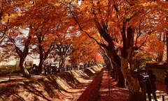 ทัวร์ญี่ปุ่น โตเกียว ชมใบไม้เปลี่ยนสี อุโมงค์ใบเมเปิ้ล วัดนาริตะซัน ศาลเจ้าฮานะโซโนะ อิสระเต็มวัน