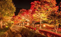 ทัวร์ญี่ปุ่น เกียวโต โตเกียว วัดคิโยมิสึเดระ ใบไม้เปลี่ยนสีอุโมงค์เมเปิ้ล หมู่บ้านชิราคาวาโกะ ภูเขาไฟฟูจิ วัดนาริตะซัน