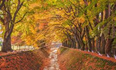 ทัวร์ญี่ปุ่น โตเกียว ชมใบไม้เปลี่ยนสี อุโมงค์ใบเมเปิ้ล ถนนต้นแปะก๊วย ภูเขาไฟฟูจิ วัดอาซากุสะ อิสระเต็มวัน