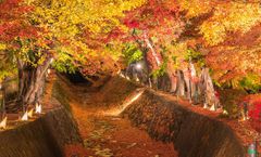 ทัวร์ญี่ปุ่น ทาคาย่าม่า มัตสีโมโต้ ใบไม้เปลี่ยนสี Momiji Kairo หมู่บ้านชิราคาวาโกะ คามิโคจิ พักออนเซ็น 2 คืน
