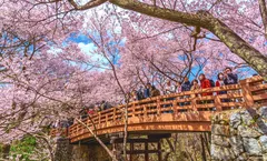 ทัวร์ญี่ปุ่น สงกรานต์ คาวาโกเอะ โตเกียว ชมซากุระปราสาททาคาโตะ ทุ่งพิงค์มอส TEAMLAB BORDERLESS พัก 5 ดาว