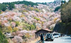 ทัวร์ญี่ปุ่น โอซาก้า ทาคายาม่า นารา ชมซากุระภูเขาโยชิโนะ สวนริมน้ำโยโดกาว่า หมู่บ้านชิราคาวาโกะ