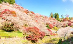 ทัวร์ญี่ปุ่น โอซาก้า โตเกียว เทศกาลใบไม้เปลี่ยนสีพร้อมกับซากุระ วัดอาซากุสะ โอชิโนะ ฮักไก อิสระท่องเที่ยว พักออนเซ็น