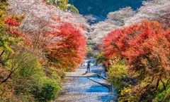 ทัวร์ญี่ปุ่น โตเกียว โอซาก้า ชมซากุระพร้อมใบไม้เปลี่ยนสี ณ โอบาระ ถนนต้นแปะก๊วย ศาลเจ้าฟูชิมิอินาริ พักออนเซ็น