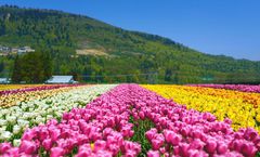 ทัวร์ญี่ปุ่น ฟุคุโอกะ เบปปุ หุบเขายาบาเคอิ สวนดอกไม้คุจู จิโกกุ เมกุริ การแสดง Open-air Theater TAO-no-Oka