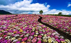 ทัวร์ญี่ปุ่น ฟุกุโอกะ หมู่บ้านยูฟุอินฟลอร์รัล สวนดอกไม้คุจู ศาลเจ้าคามิชิกิมิ ทุ่งหญ้าคุสะเซนริ อิสระเต็มวัน