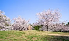 ทัวร์ญี่ปุ่น วาคายาม่า มิเอะ ชมซากุระ Nagai Park น้ำตกนาชิ ล่องเรืออ่าวอาโกะ ราคารวมทุกอย่างแล้ว