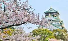 ทัวร์ญี่ปุ่น โอซาก้า ทาคายาม่า ชมดอกซากุระ ปราสาทโอซาก้า เทศกาลประดับไฟ Nabana no Sato ศาลเจ้าฟูชิมิอินาริ
