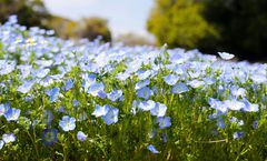 ทัวร์ญี่ปุ่น สงกรานต์ โคเบ โอซาก้า ทุ่งดอกเนโมฟีลา ล่องเรือสำราญอ่าวโคเบ พิพิธภัณฑ์สัตว์น้ำอาโตอะ อิสระเต็มวัน