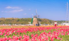 ทัวร์ญี่ปุ่น โตเกียว ชิบะ Sakura Tulip Festa 2026 เทศกาลซากุระฟูจิคาวากูจิโกะ วัดอาซากุสะ อิสระเต็มวัน