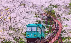 ทัวร์ญี่ปุ่น สงกรานต์ โตเกียว ชมซากุระสวนซากปราสาทฟุนะโอกะ สวนฮานามิยามะ แม่น้ำชิโรอิชิ อุโมงค์ชิดาเระซากุระ