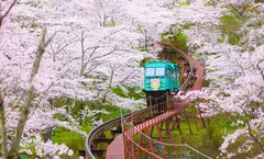 ทัวร์ญี่ปุ่น สงกรานต์ โตเกียว นาริตะ ชมซากุระ ณ สวนฟุนาโอกะโจชิ พระใหญ่อุชิคุ ไดบุตสึ วัดอาซากุสะ อิสระเต็มวัน 