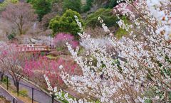 ทัวร์ญี่ปุ่น โตเกียว นั่งเคเบิลคาร์แบบคลาสสิก สู่จุดชมวิวภูเขาฟูจิ จุคโคคุ พาส วัดไทเซคิจิ สวนดอกบ๊วยอาตามิ อิสระเต็มวัน