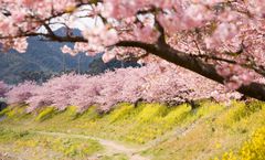 ทัวร์ญี่ปุ่น คามาคุระ โตเกียว เทศกาลคาวาสึซากุระ ลานสกีฟูจิเท็น ราคารวมทุกอย่างแล้ว อิสระเต็มวัน