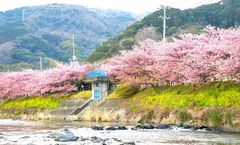 ทัวร์ญี่ปุ่น นิกโก้ โตเกียว อิบารากิ ชมดอกซากุระคาวาซุและดอกบ๊วย สวนไคราคุเอน นั่ง Bar Bus Hitachino