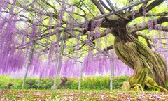 QQGO2HND-TG044 TOKYO FUJI PINKMOSS & WISTERIA 6D 3N โดยสายการบินไทย [TG]