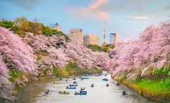 ทัวร์ญี่ปุ่น โตเกียว โอซาก้า ชมซากุระสวนจิโดริกะฟุจิ Hakuba Iwatake Mountain Resort หมู่บ้านชิราคาวาโกะ