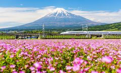 ทัวร์ญี่ปุ่น โตเกียว วัดอาซากุสะ ช้อปปิ้งย่านชินจูกุ ชมเทศกาล RAINBOW FLOWER FESTIVAL อิสระเต็มวัน